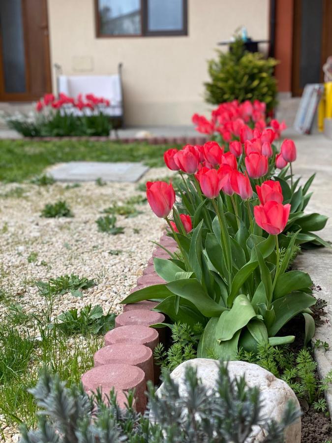Hotel Casa Tudorascu Vama Veche Zewnętrze zdjęcie